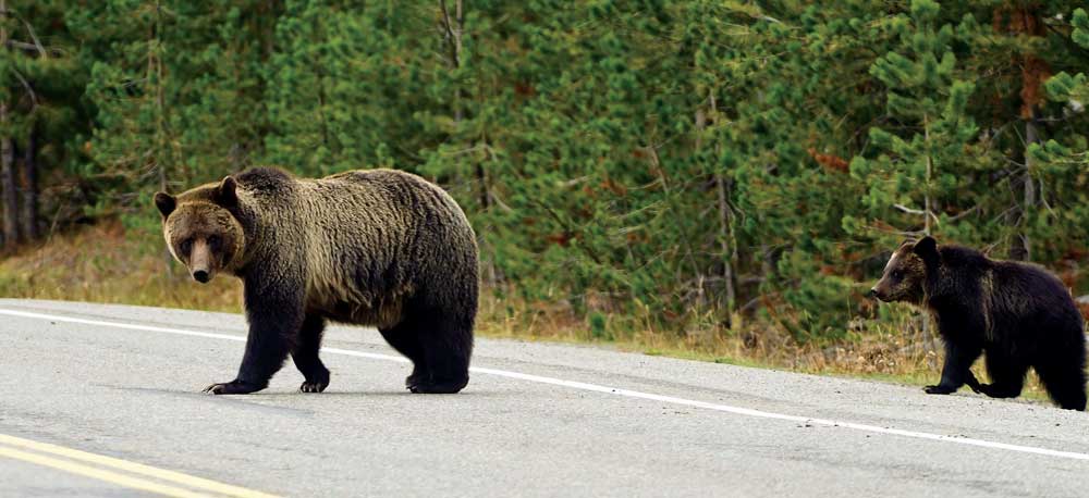 The Bear The Bison And The Business Of Yellowstone