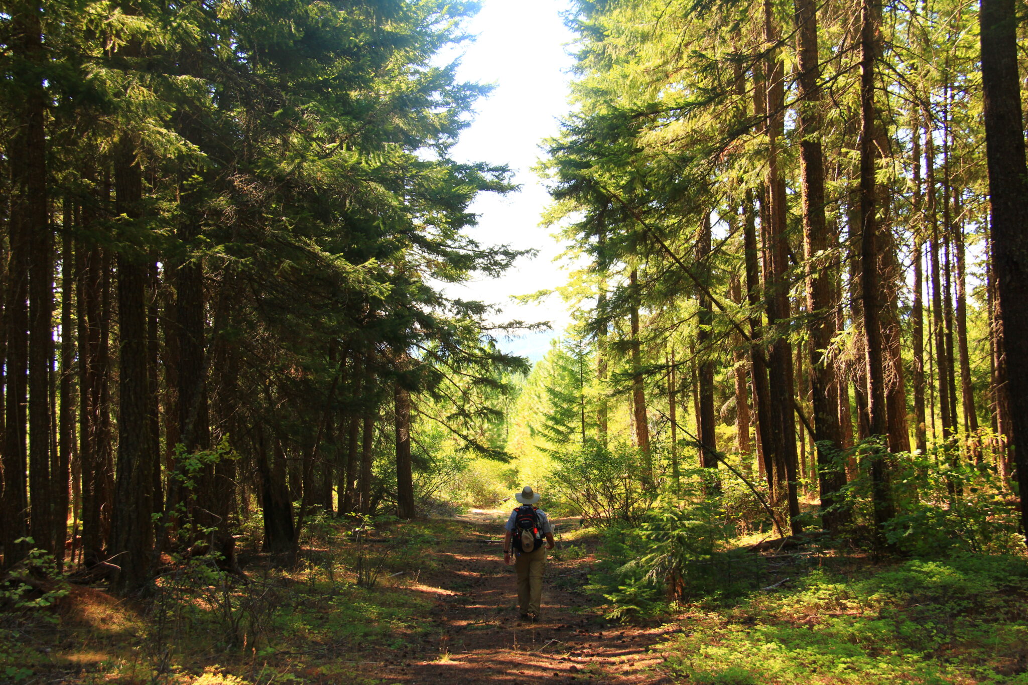 the-future-of-the-forest-service-perc