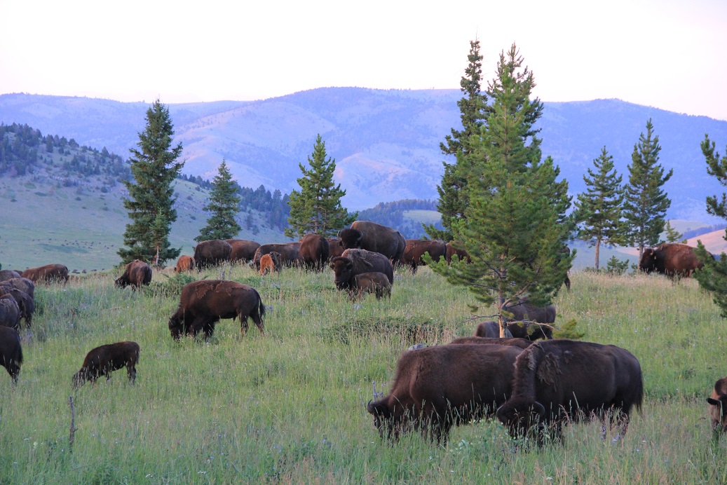 bison on the Flying D, Montana