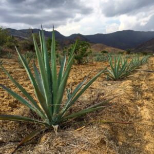 Agave farm, Oaxaca, Mexico. Photo courtesy of Dave Stolte.