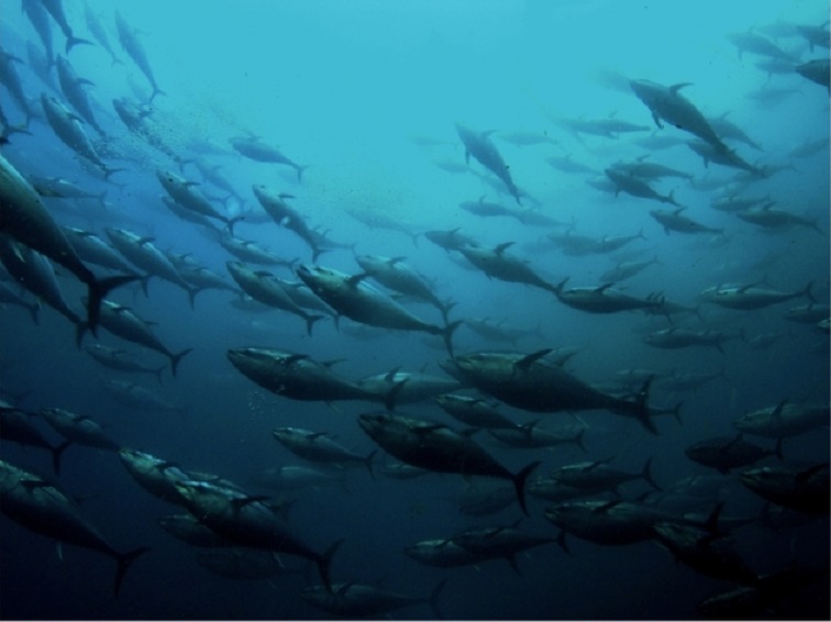 PDF) An analysis of the fishing capacity of the global tuna purse-seine