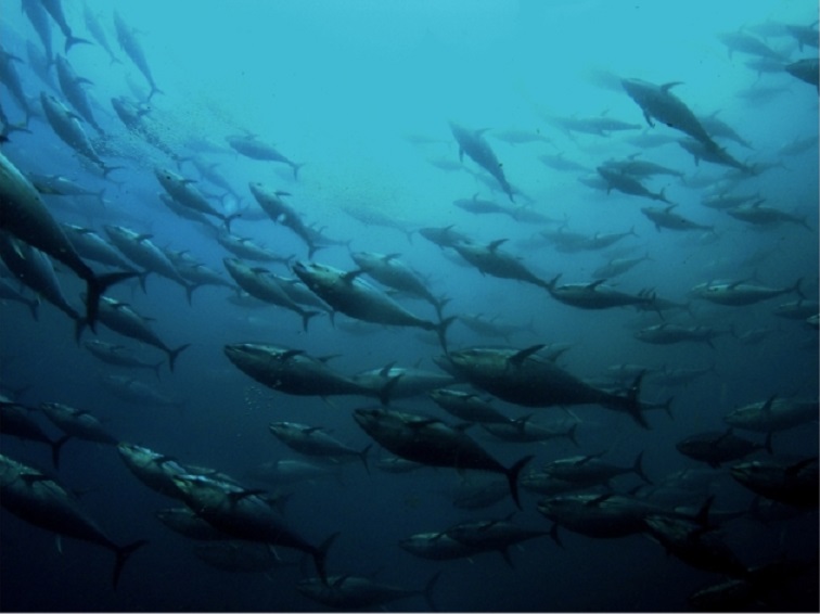 Purse Seine Fishing