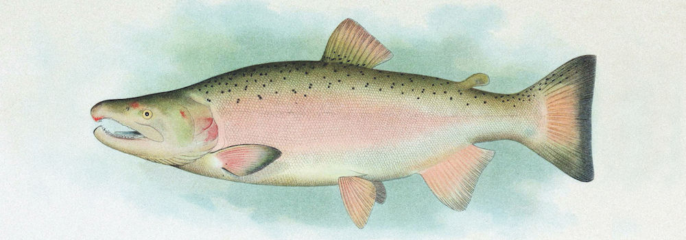 Coho Salmon