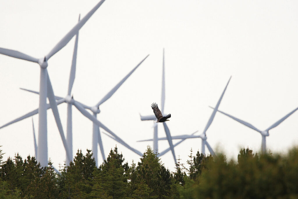 Rising Tree Wind Farm