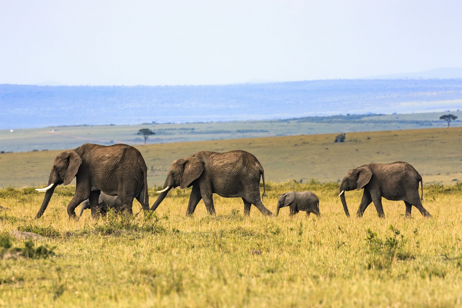 Another giant elephant trophy hunted - is this conservation