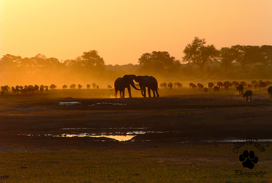 Elephants at Sunset, Kennedy Vlei by Jason Wharam