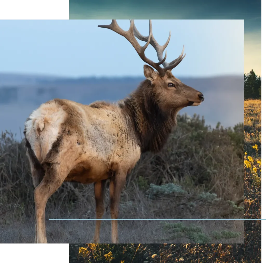 Elk standing in a field.