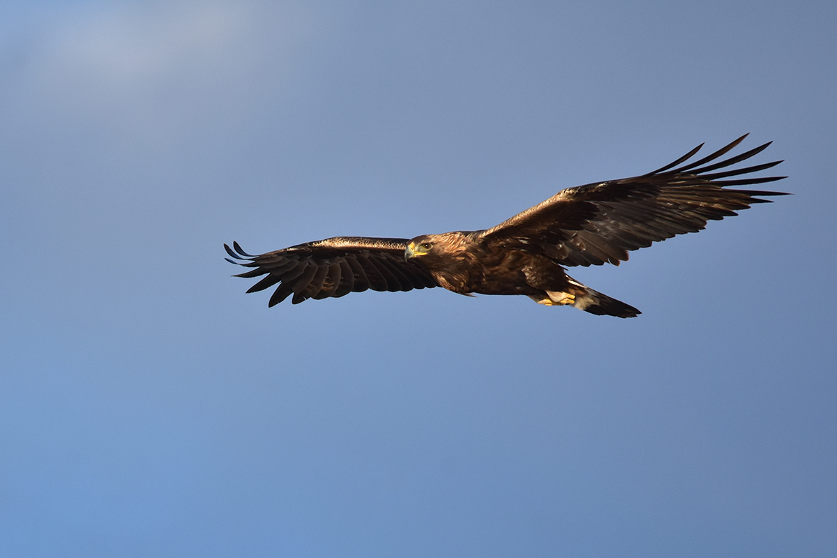 Eagle Permits  U.S. Fish & Wildlife Service