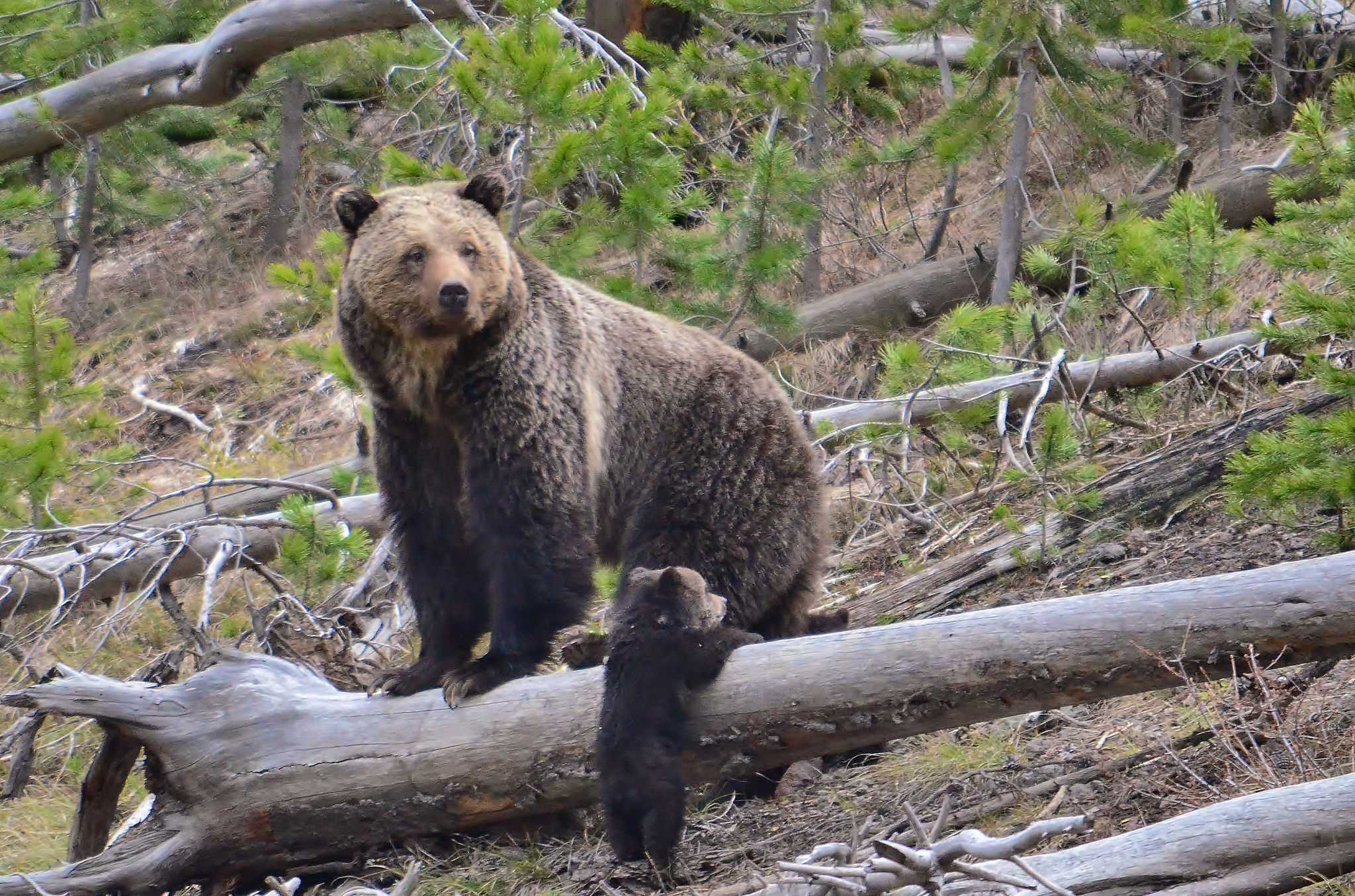 Are Grizzly Bears Endangered?