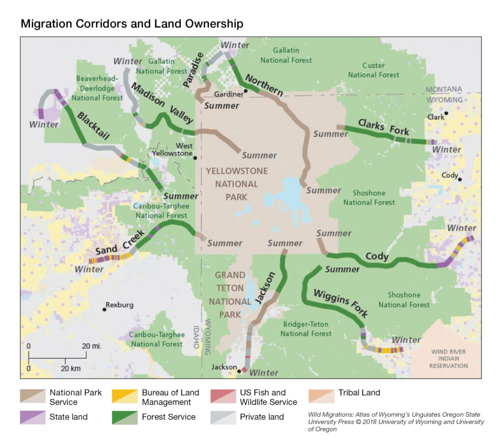 How to Conserve Wildlife Migrations in the American West