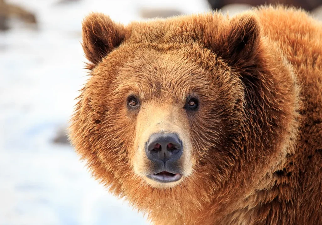 Closeup of a bear in winter.