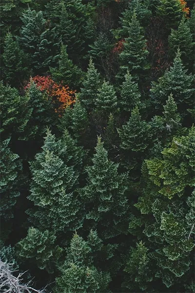 Aerial view of evergreen forest.