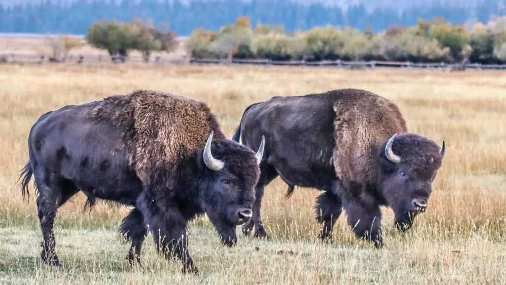 Buffalo grazing on the land.