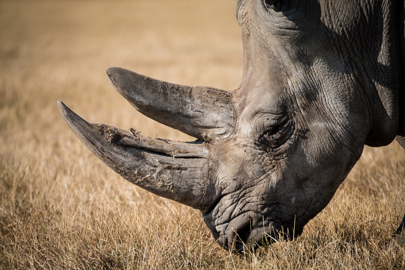 What is rhino horn made of?, News