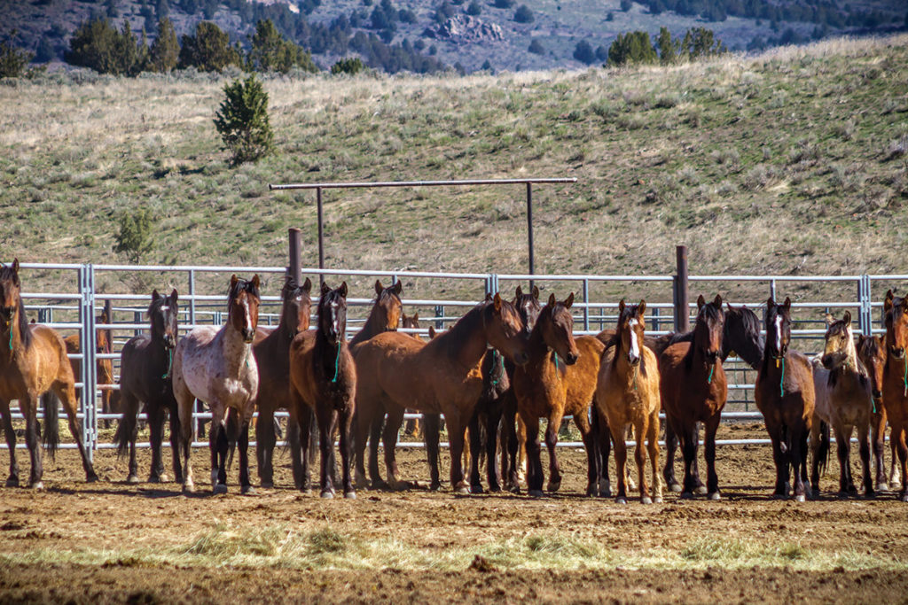 How Wild Horse Adoptions Conserve Public Lands and Save Millions of ...