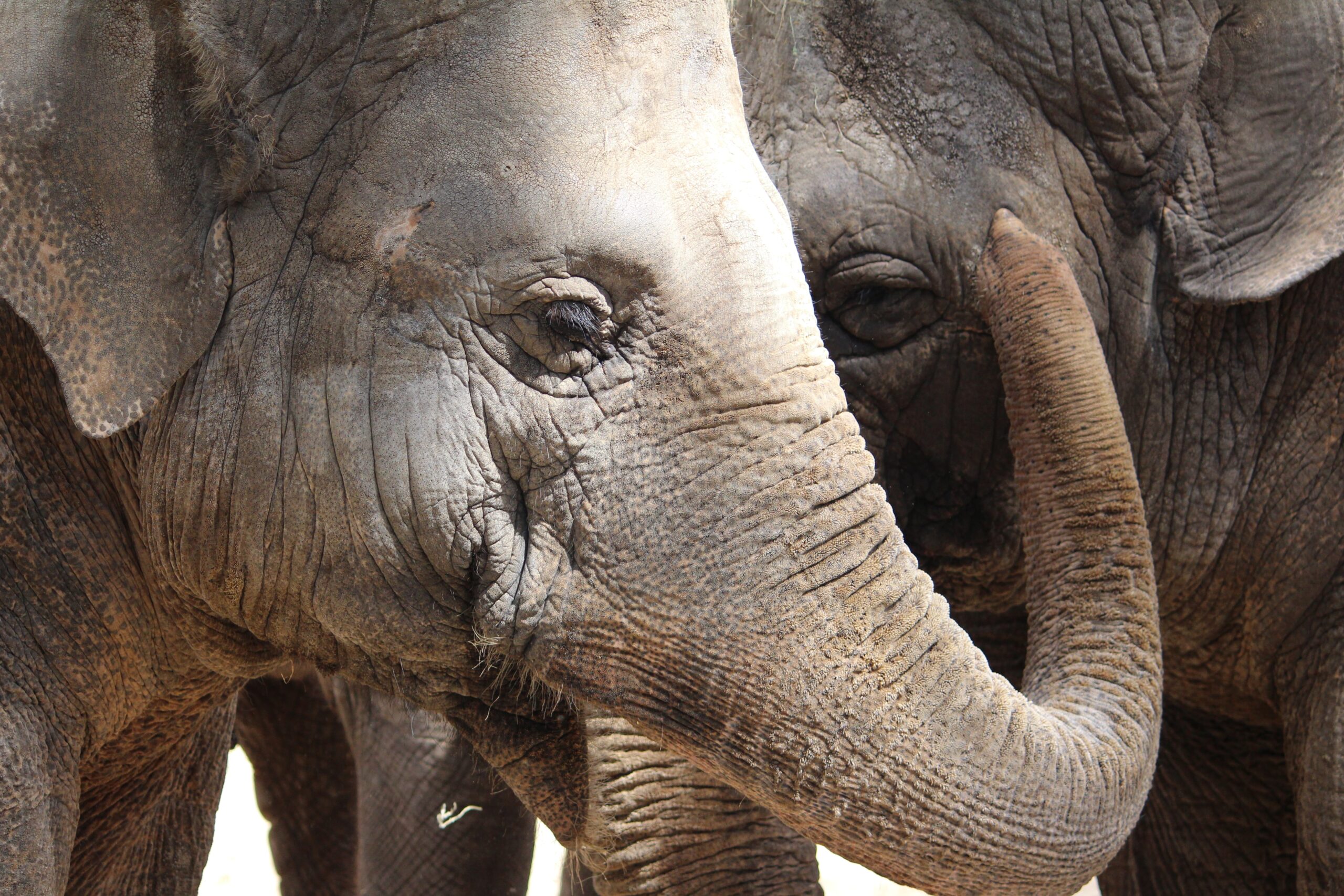 Another giant elephant trophy hunted - is this conservation