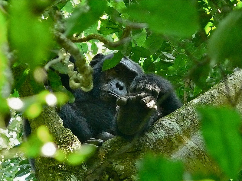 uganda-chimpanzee