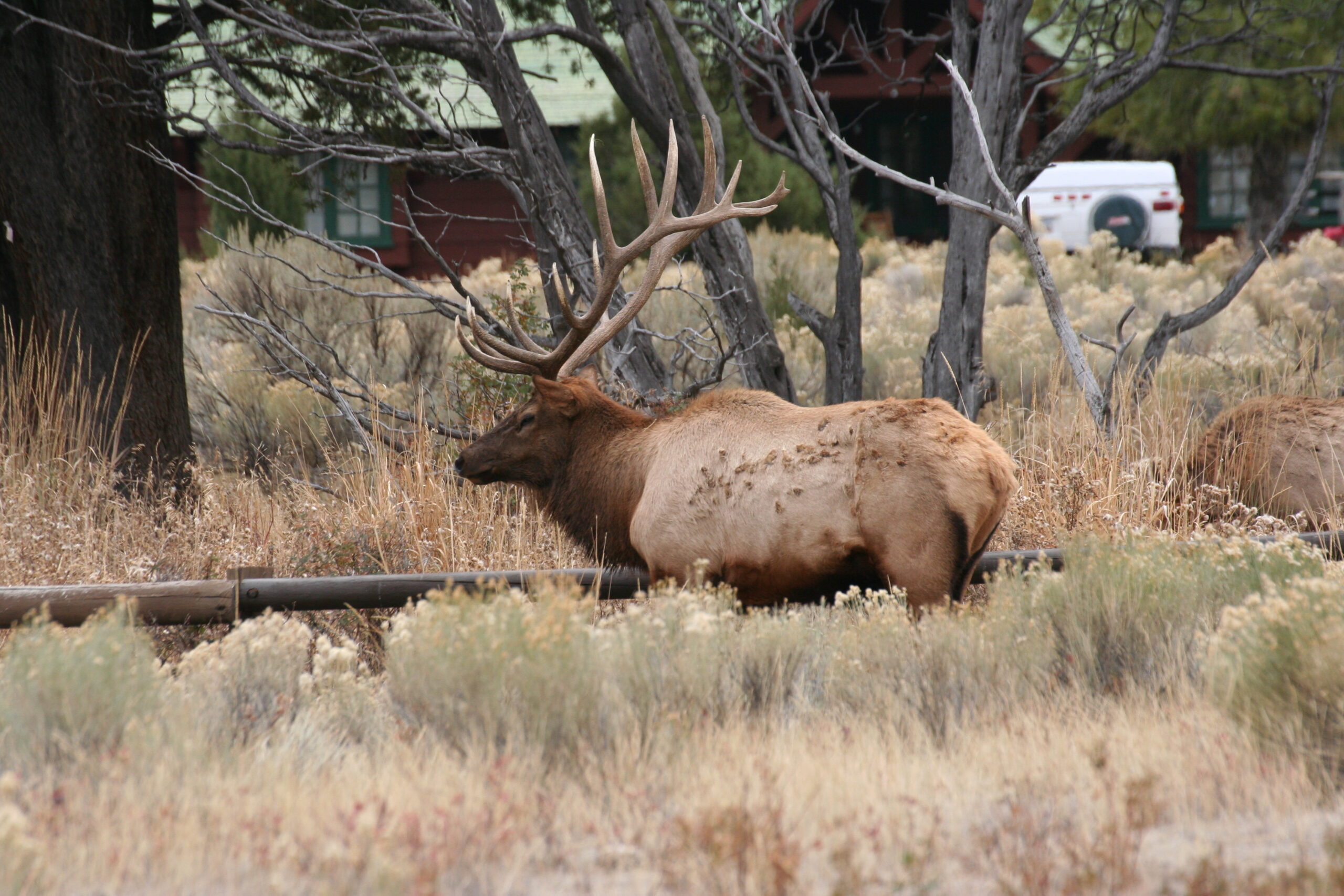 How to Conserve Wildlife Migrations in the American West