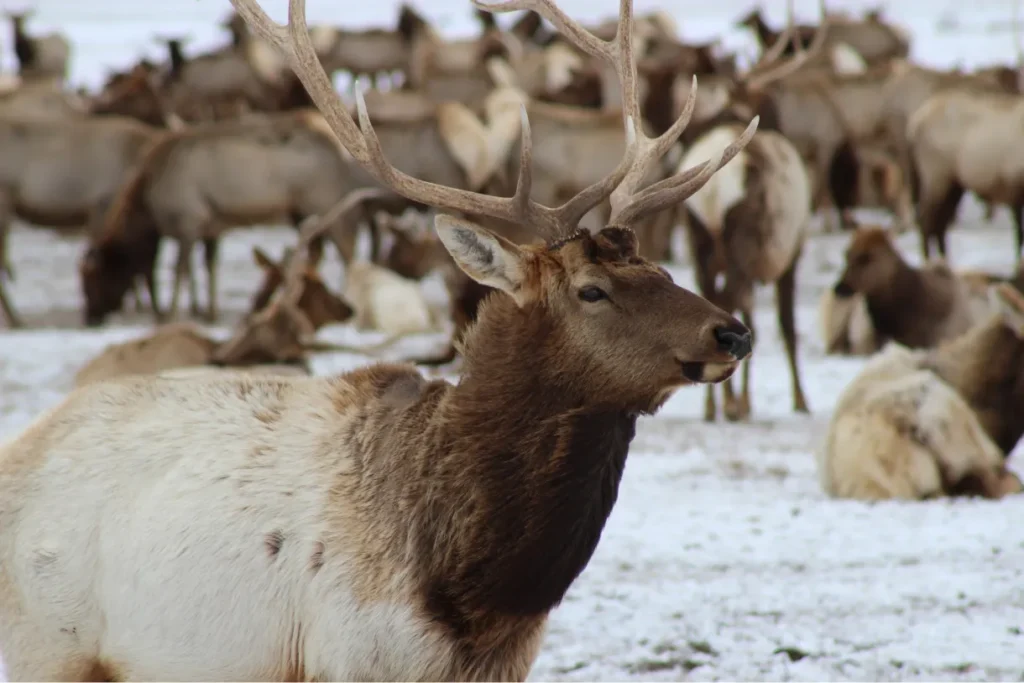 Elk in winter.