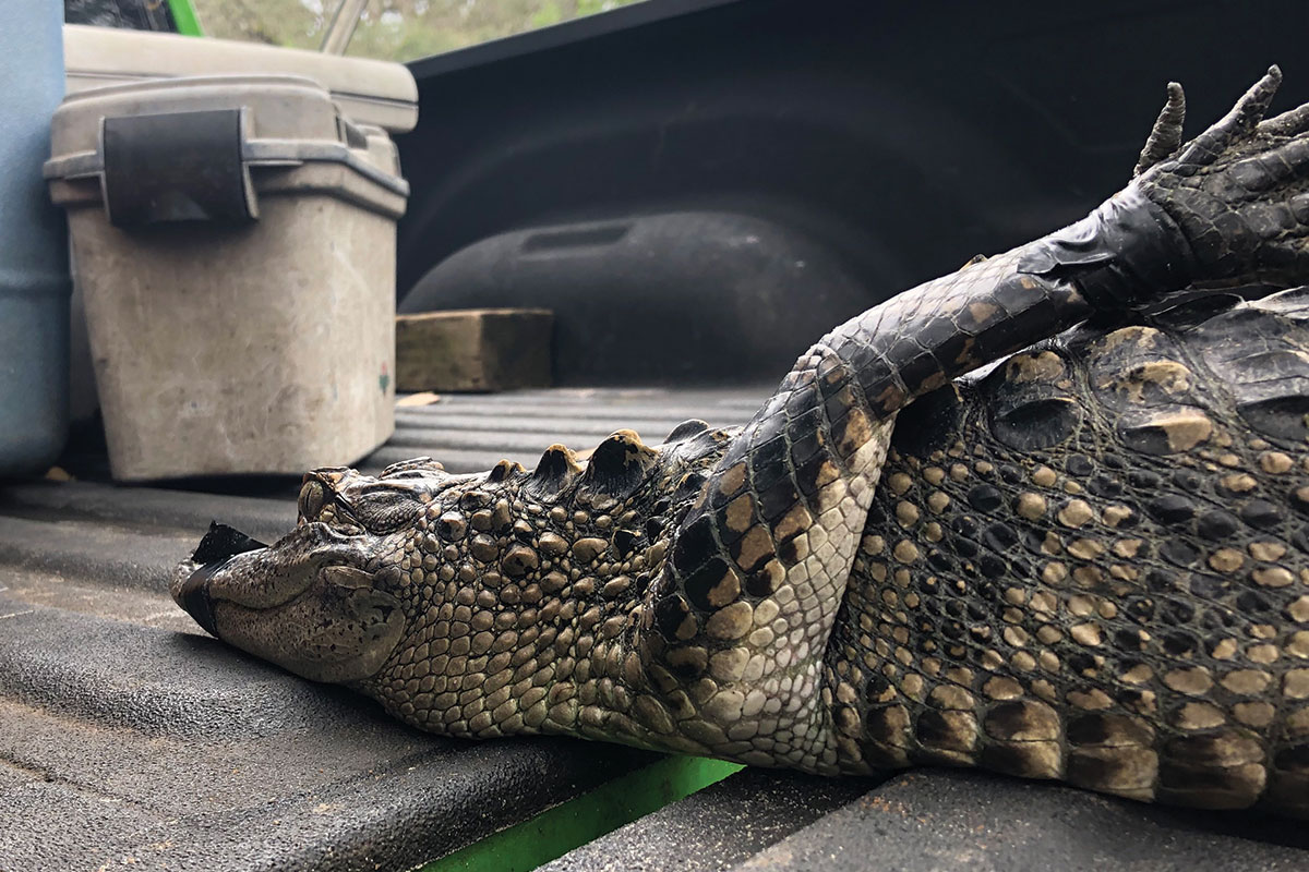 That's a really big alligator  hunting season has begun