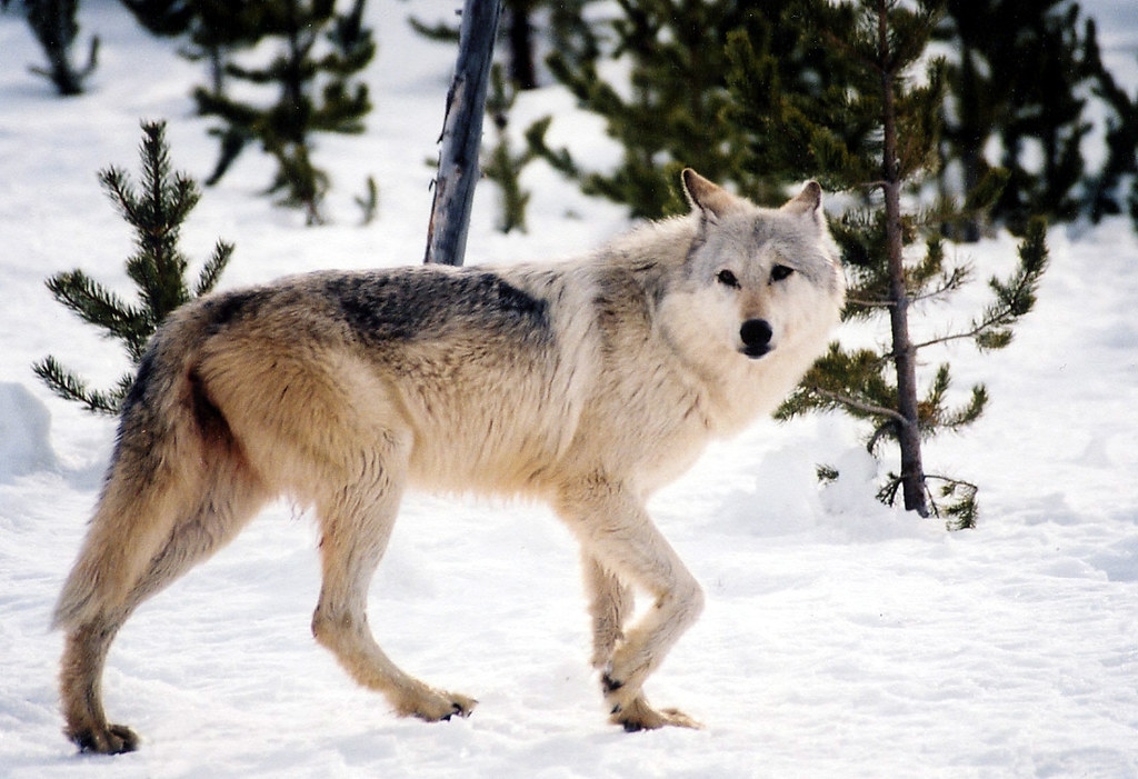 why is the endangered gray wolf