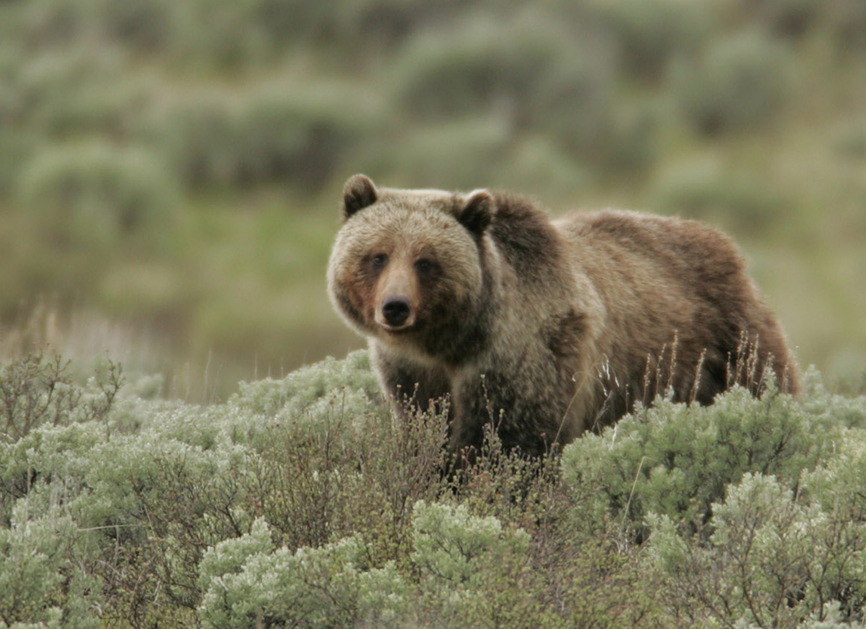 Grizzly Bear  Defenders of Wildlife