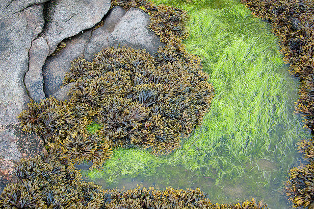 maine-rockweed