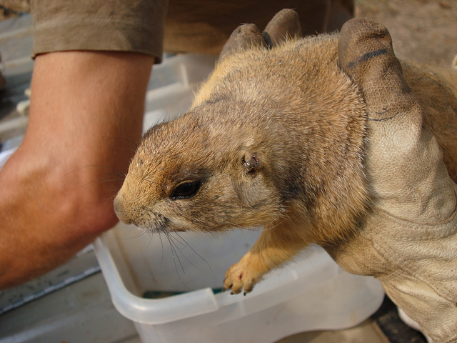 Utah prairie dog