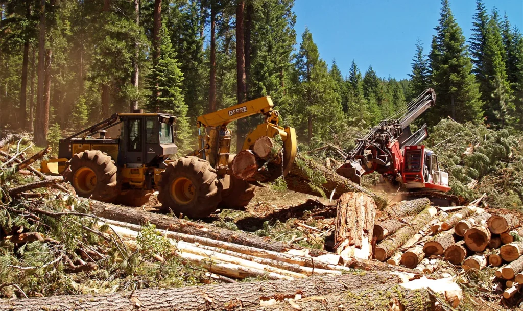 Construction forest restoration