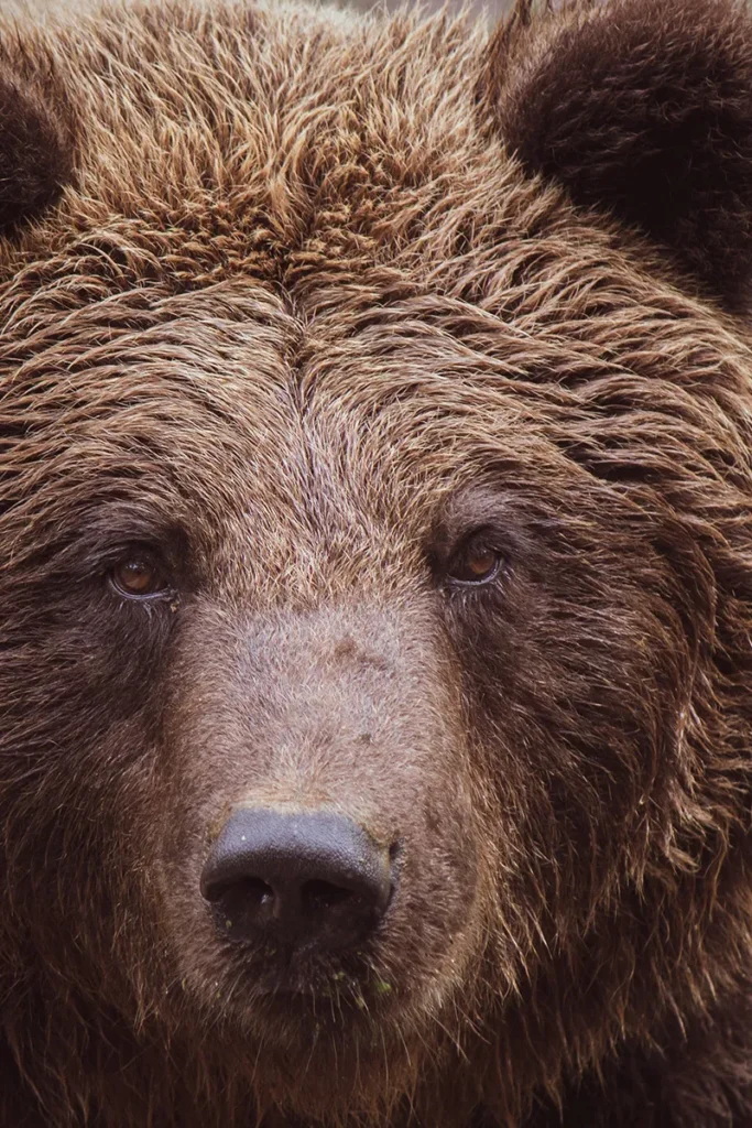 Close up of bear