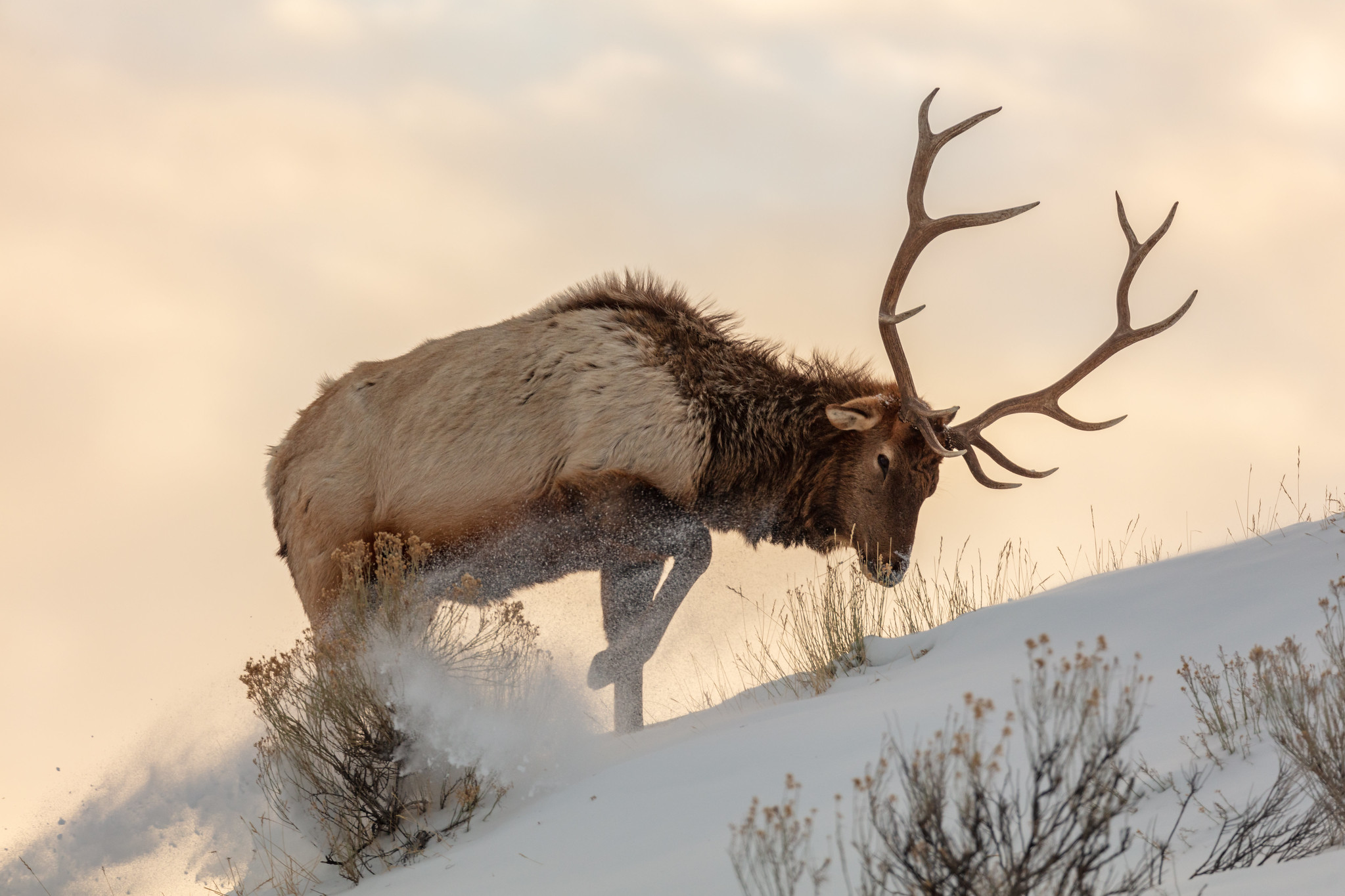 Bull elk in snowy terrain.
