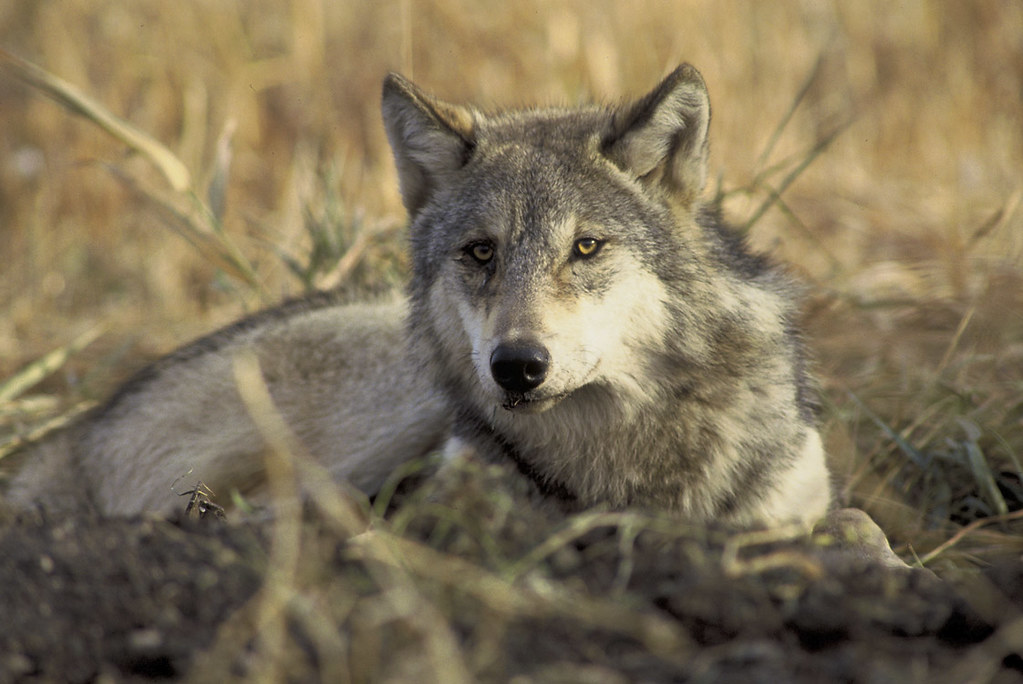 A gray wolf lying down.