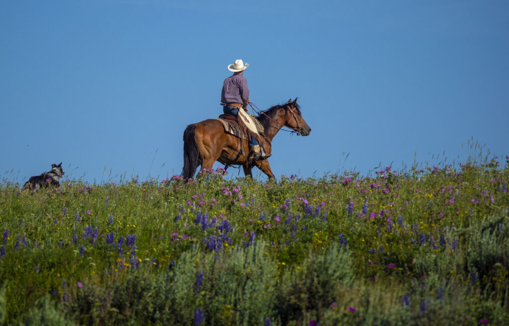 Man on horse riding through a prairie.