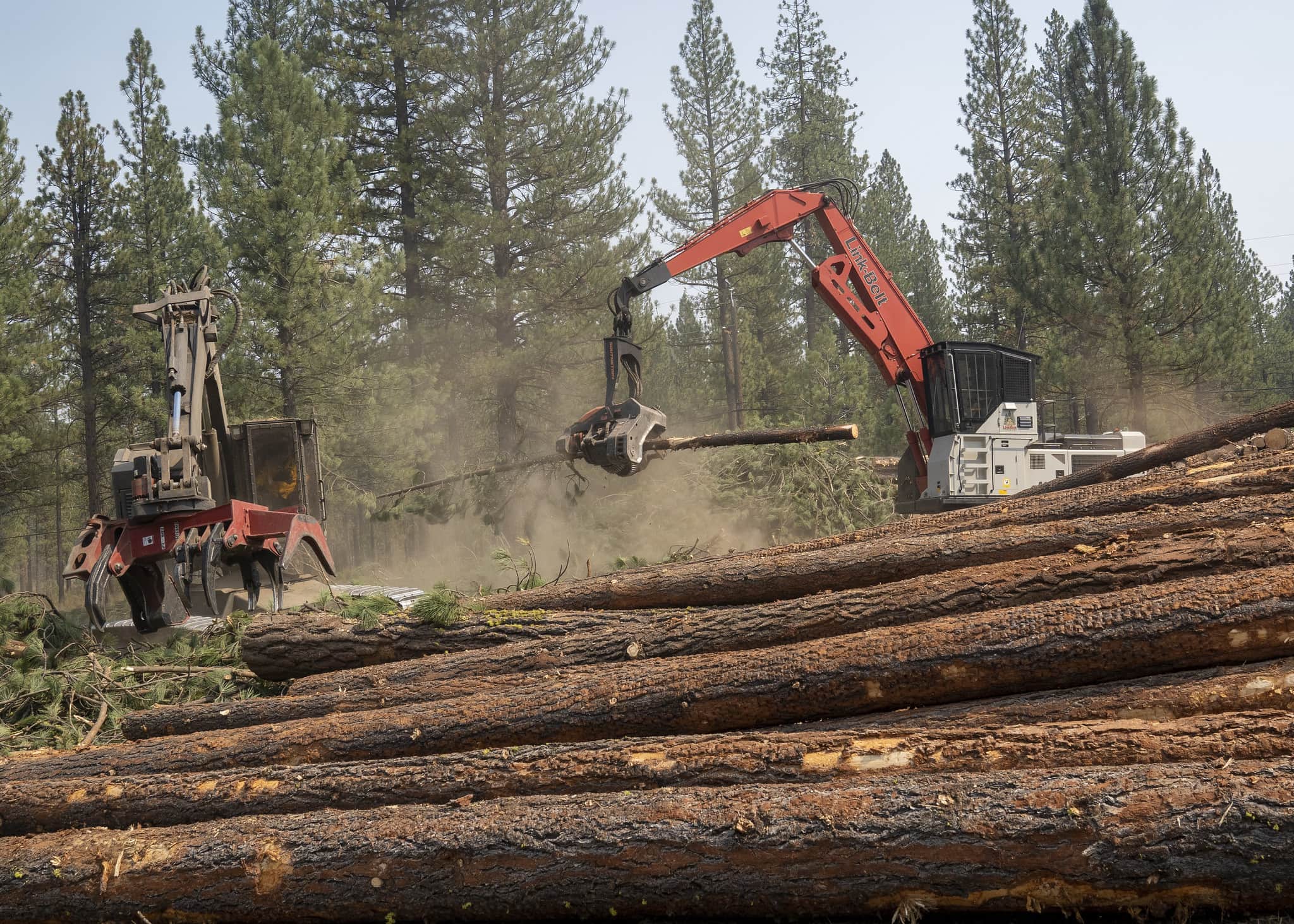 To Improve Forest Health, We Need Active Forest Restoration | PERC