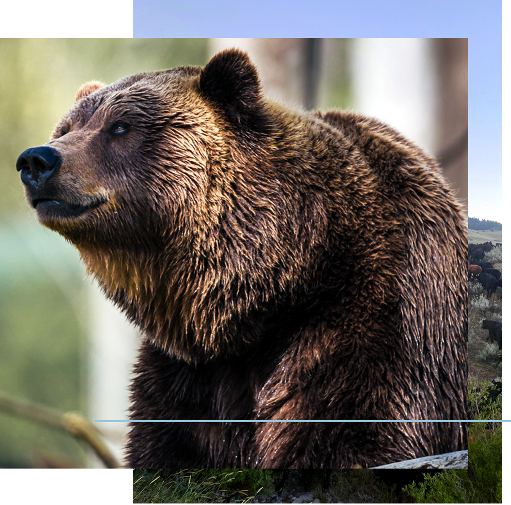 Grizzly Bear  National Wildlife Federation