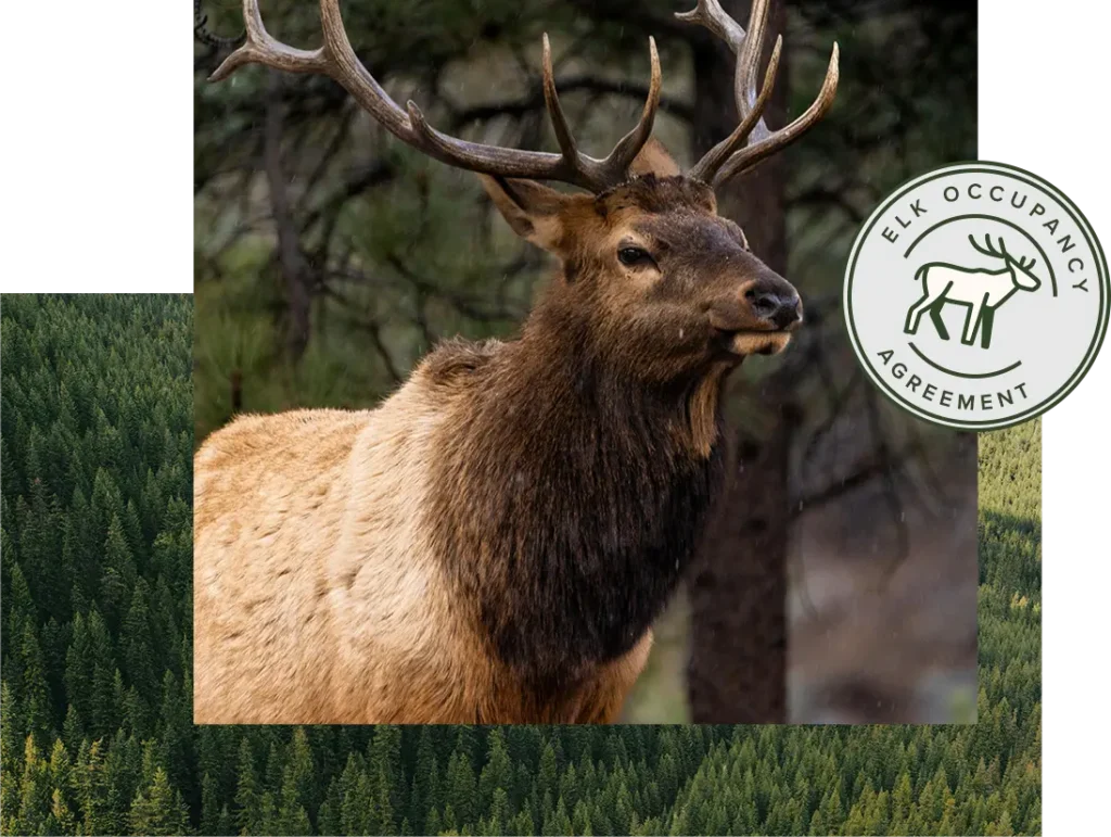 A lone elk picture layered in a collage with a badge that says Elk Occupancy Agreement