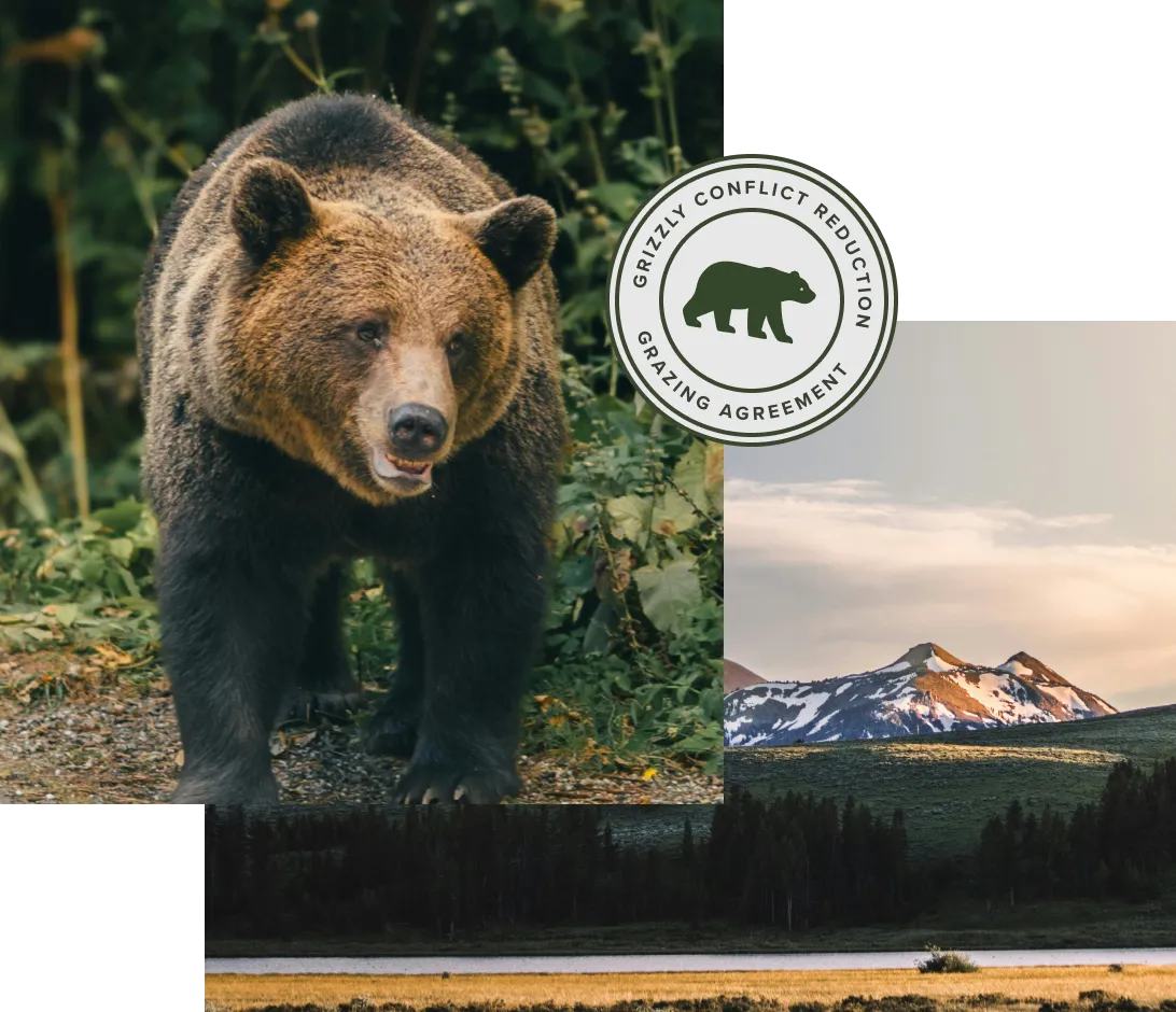 A lone elk picture layered in a collage with a badge that says Elk Occupancy Agreement