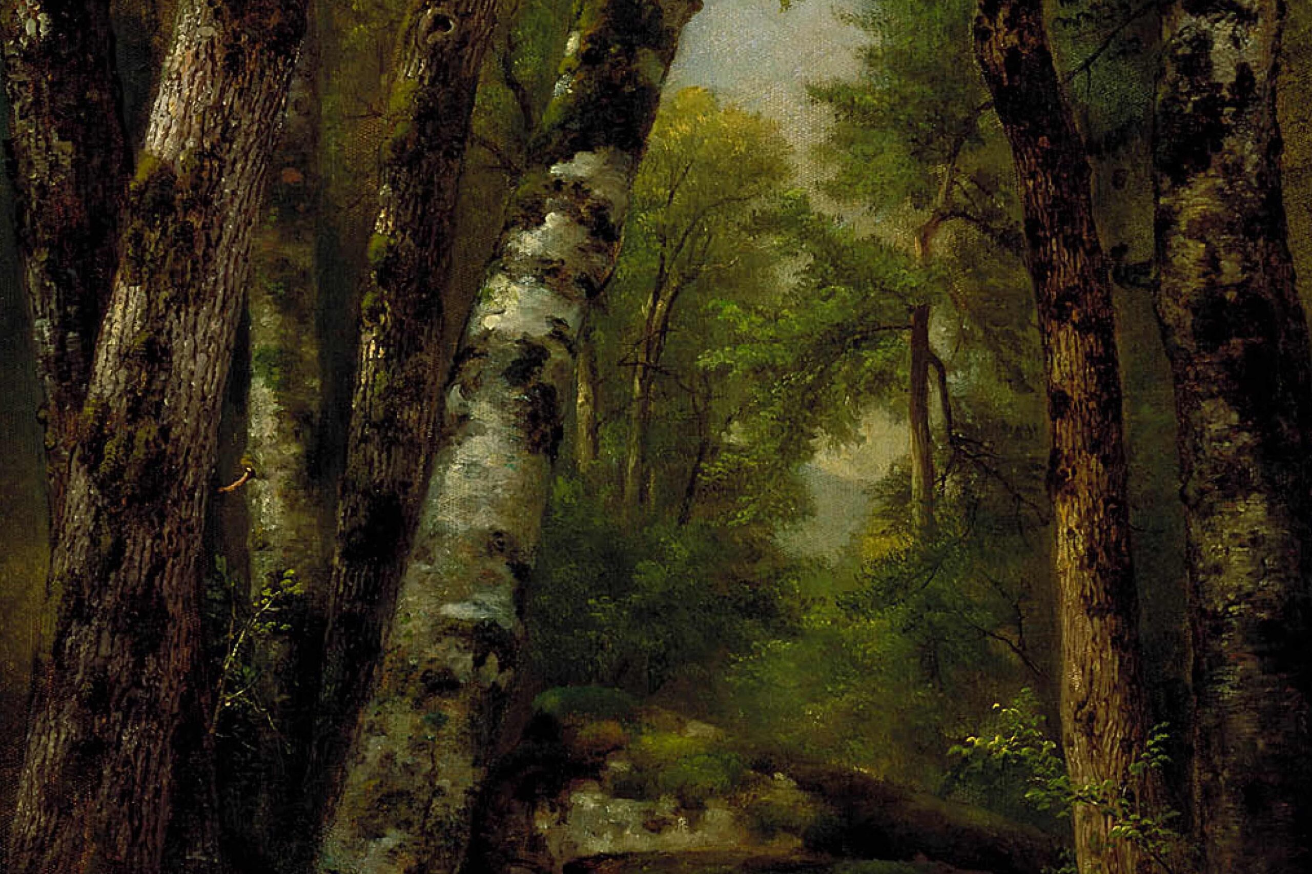 Dense forest scene with tall, textured tree trunks in the foreground. Sunlight filters through lush green leaves, creating a serene and mysterious ambiance.