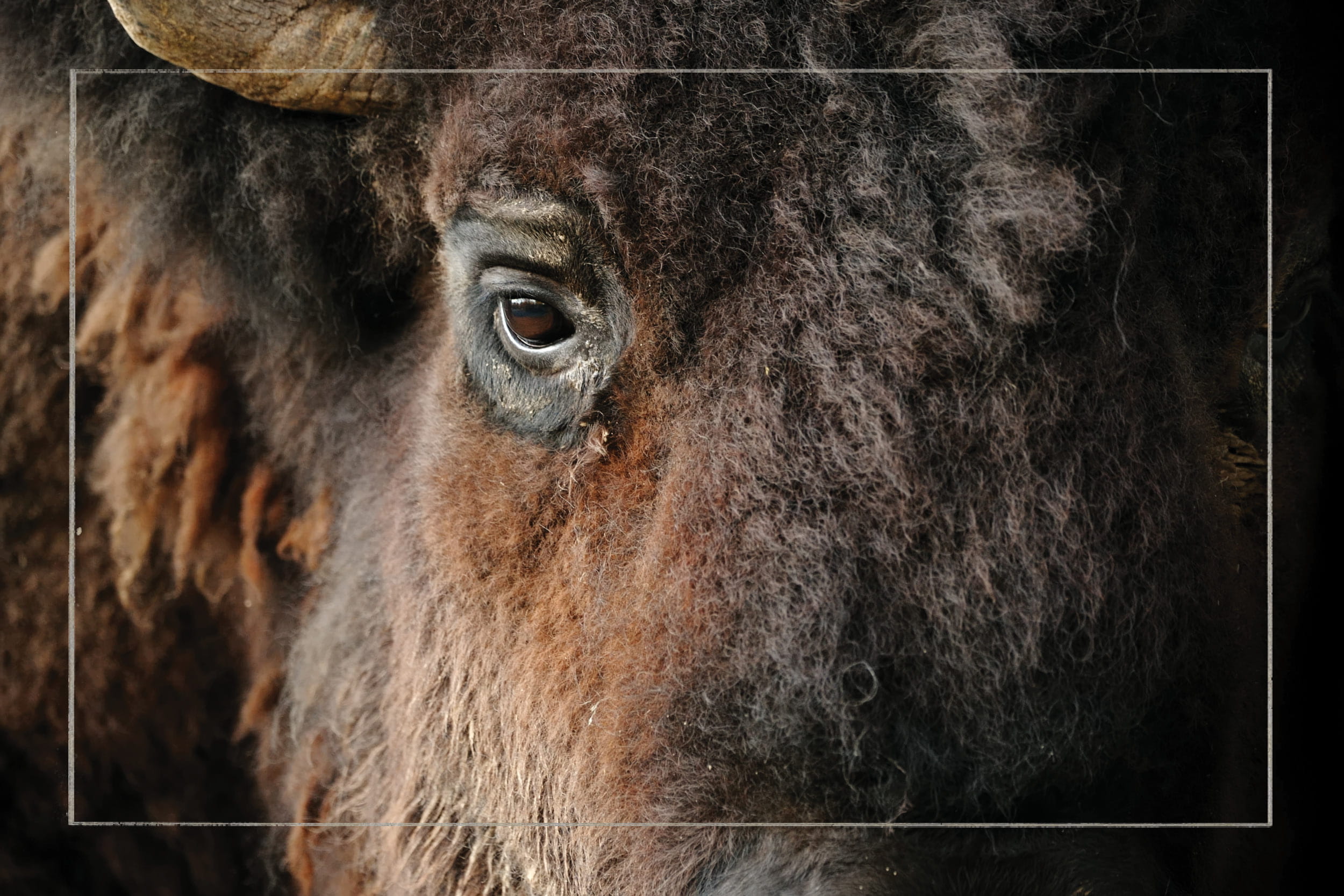 Close up of a bison face