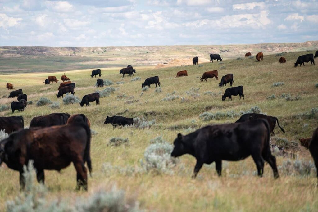 Herd of black and reddish-brown cattle grazing on a grassy, sagebrush-dotted prairie, with eroded badland bluffs in the background under a partly cloudy sky.