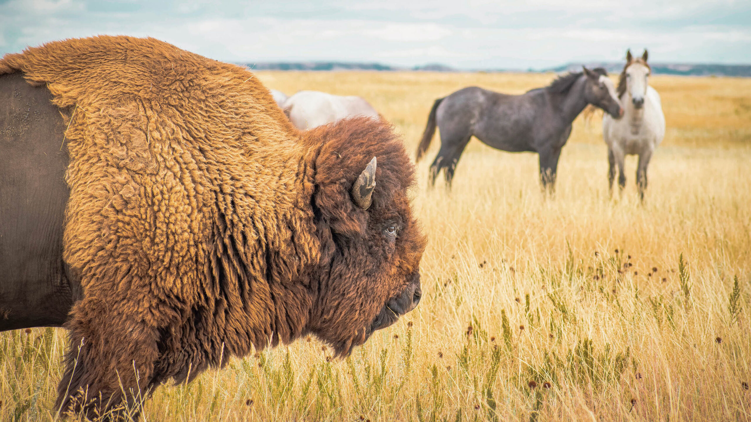 Close-up profile of a shaggy bison's head and neck in tall golden grass, with two horses standing in the background of the prairie.