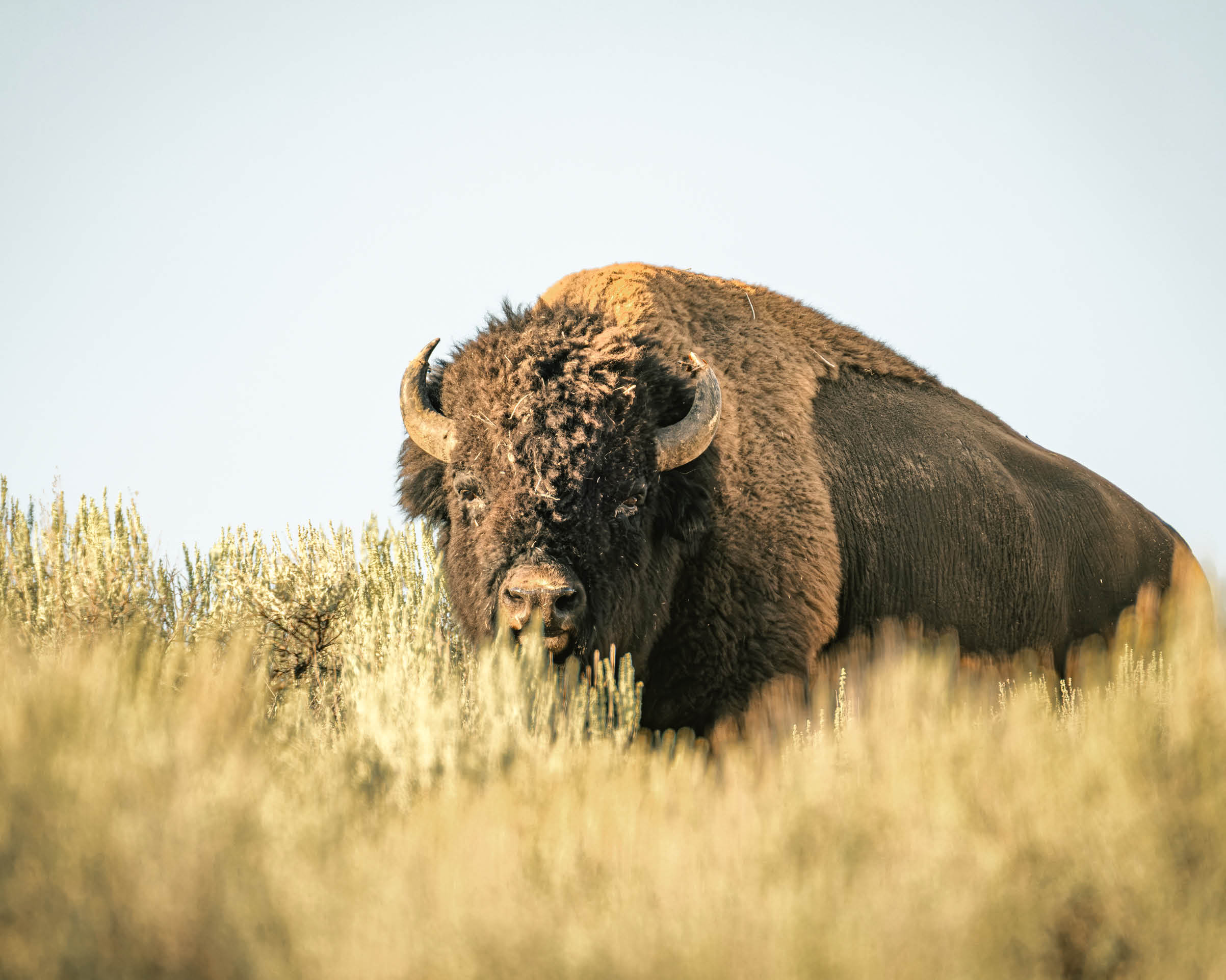 A large bison stands amid tall golden prairie grass, its shaggy head and horns lit by warm sunlight against a pale blue sky.