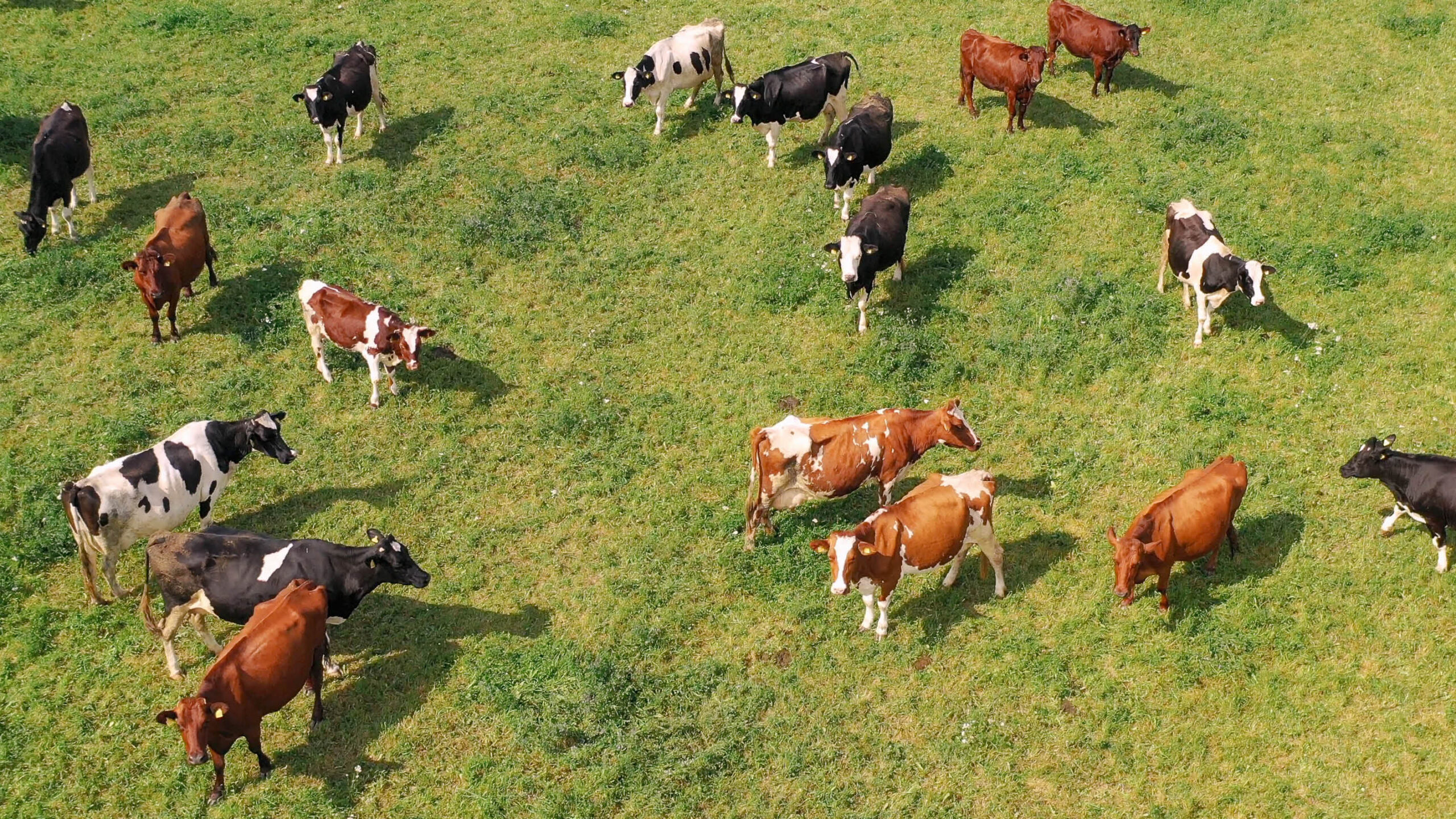 Aerial view of a mixed herd of black-and-white and red-and-white dairy cattle scattered across a lush green pasture, most looking up at the camera.
